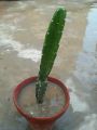 cactus live plant. 