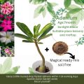 Adenium desert rose exclusive automated bonsai for garden. 