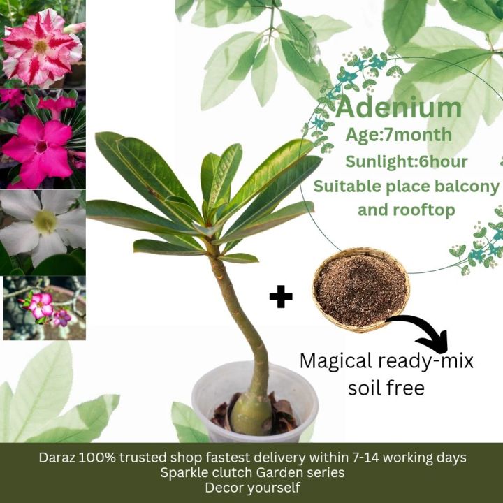Adenium desert rose exclusive automated bonsai for garden