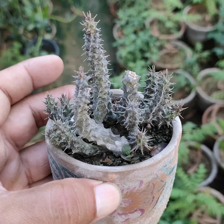 Plants%20Small%20Live%20Plants%20-%20Image%206