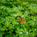 Premium Fenugreek Seeds (Methray / Methi Dana) 100g – Whole Seeds for Curries, Pickles & Cooking – 100% Pure Organic Spice. 