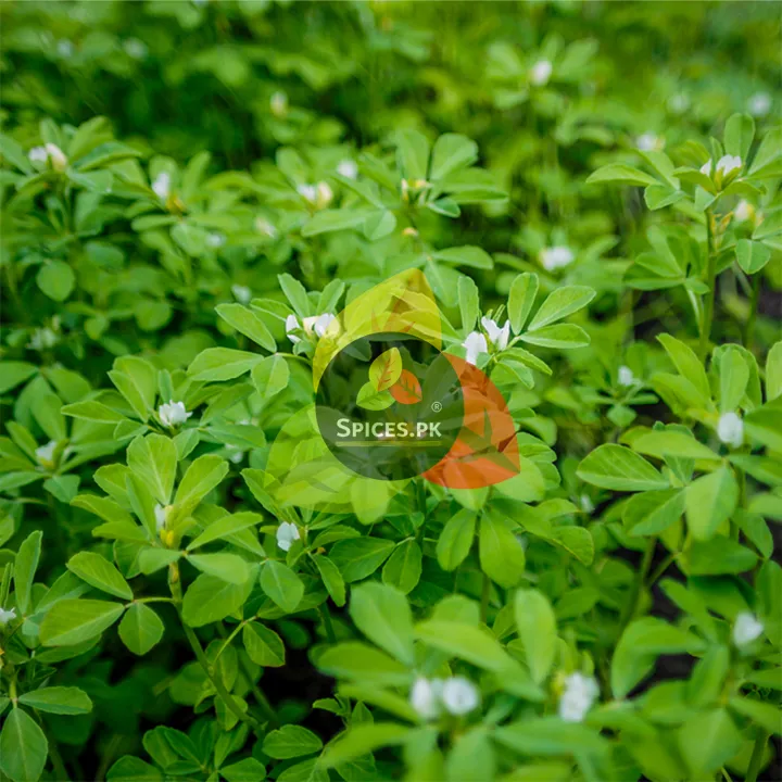 Premium%20Fenugreek%20Seeds%20(Methray%20/%20Methi%20Dana)%20100g%20%E2%80%93%20Whole%20Seeds%20for%20Curries,%20Pickles%20&%20Cooking%20%E2%80%93%20100%25%20Pure%20Organic%20Spice%20-%20Image%208