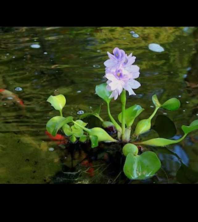 Natural Floating Water Hyacinth (Japan Jabara) - Live Aquatic Plant ...