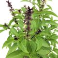 Niazbo plant seeds. 