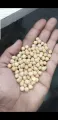 kabuli Chickpeas wholesale price. 