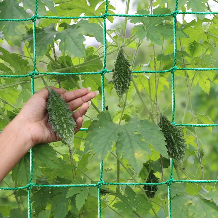 Trellis%20Netting%20for%20Climbing%20Plants%20Heavy%20Duty%20Garden%20Trellis%20Netting%20for%20Vine%20Fruits%20&%20Vegetables%20Climbing%20Vining%20Plants%20-%20Image%202