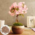 Authentic!! 100% seeds (30 seeds) plant seeds cherry blossom sakura cherry tree Japanese garden decoration garden Sakura seed cultivation bonsai seeds. 