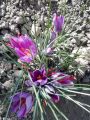 Saffron bulbs (minimum quantity 10). 