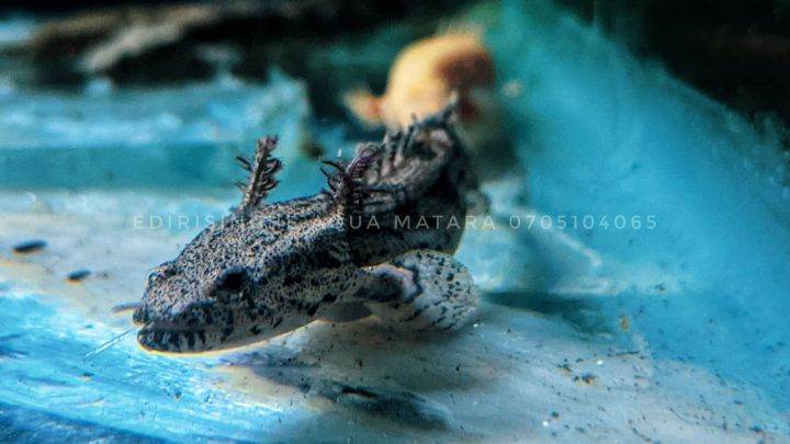 Polypterus%20Endlicheri%20bichir%20fish%20-%20Image%203