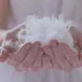 Duck Feather & Down Pillow 100% Pure With Life Time Warrant. 