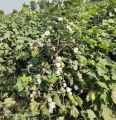 cotton seed FH-333,triple gene, 3500/bag (5kg). 