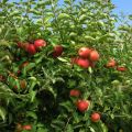 Indian Apple Fruit Tree Bonsai Seeds -15 Pcs Seeds. 