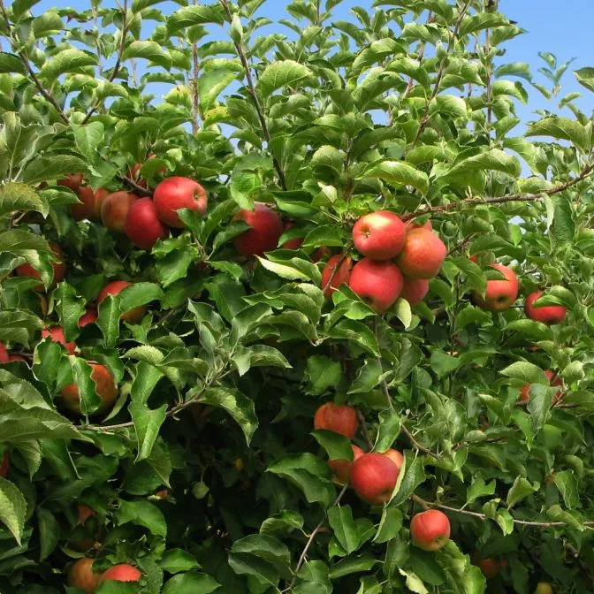 Indian%20Apple%20Fruit%20Tree%20Bonsai%20Seeds%20-15%20Pcs%20Seeds%20-%20Image%205