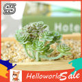 Artificial Succulents Wide Application Photography Props Fake.