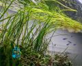 Vallisneria Nana Aquarium Live Plant Narrowleaf Vallisneria Water Plant for Aquarium, Fish tank, Guppy Tank Or Pound (2 Pich) (not cup just stem) It's need soil.