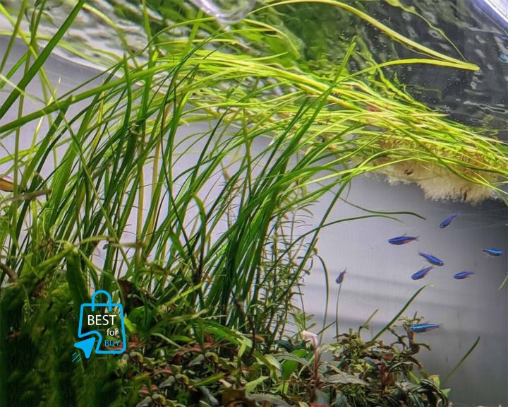 Vallisneria%20Nana%20Aquarium%20Live%20Plant%20Narrowleaf%20Vallisneria%20Water%20Plant%20for%20Aquarium,%20Fish%20tank,%20Guppy%20Tank%20Or%20Pound%20(2%20Pich)%20(not%20cup%20just%20stem)%20It's%20need%20soil%20-%20Image%203
