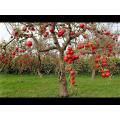 Apple Tree Seed - 25pcs (Imported Global Seeds).
