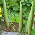 Deshi Organic Sweet Dhundol Seeds - 15 pcs seeds (Intake Packet).