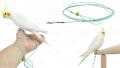 Birds leg chain harness cocatail,conure,ringneck tiya,love bird etc.
