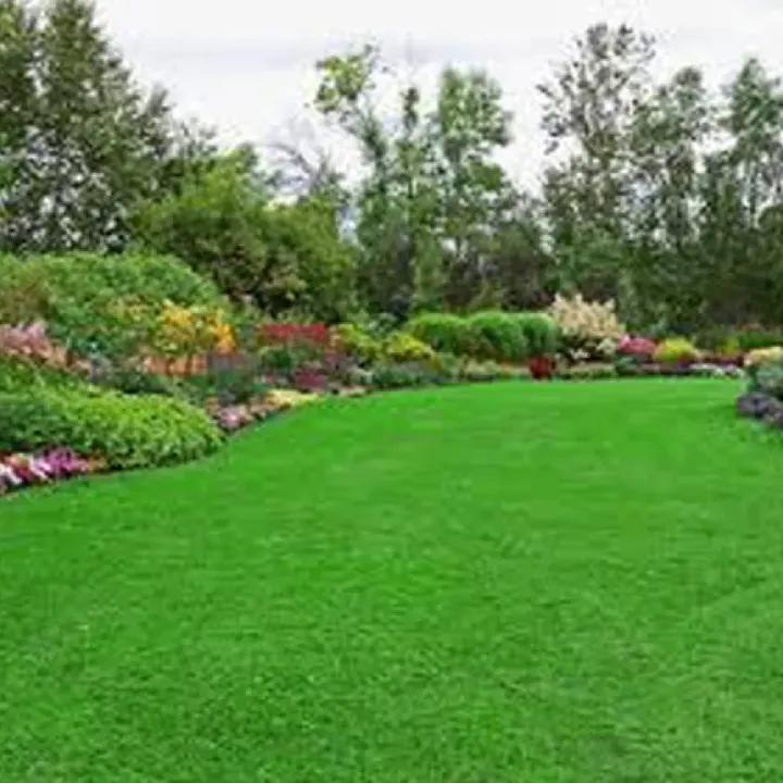 Lawn%20Grass%20(%E0%A6%95%E0%A6%BE%E0%A6%B0%E0%A7%8D%E0%A6%AA%E0%A7%87%E0%A6%9F%20%E0%A6%98%E0%A6%BE%E0%A6%B8)%20Seed/%E0%A6%AC%E0%A7%80%E0%A6%9C-%20200%20Pcs%20Seeds%20-%20Image%202