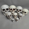 size Skull prop Creepy Lifelike Resin material Skeleton head decoration Detachable jaw Realistic looking skulls for Halloween. 
