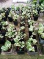 Njoy Pothos Money Plants Live With pot.