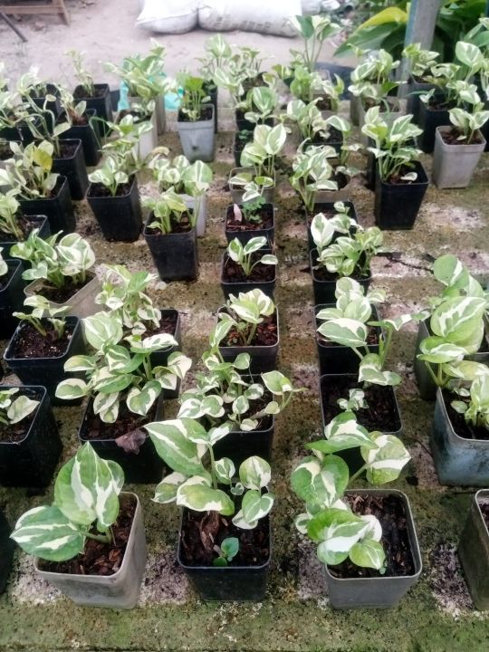 Njoy%20Pothos%20Money%20Plants%20Live%20With%20pot%20-%20Image%202