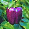 Newfangled - 4 color capsicum seeds 15 seeds total. (green, yellow, purple, red) - Tools, DIY & Outdoor - Modern and Trendy.