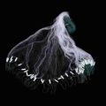 Hand Casting Network Crawfish Fishing Cage Fishing Accessories Float Trap Nylon Monofilament Gill Net Fishnet Fishing Net Single Mesh.