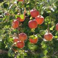 Indian Sweet Apple Fruit Tree Bonsai Seeds -20 Pcs Seeds. 