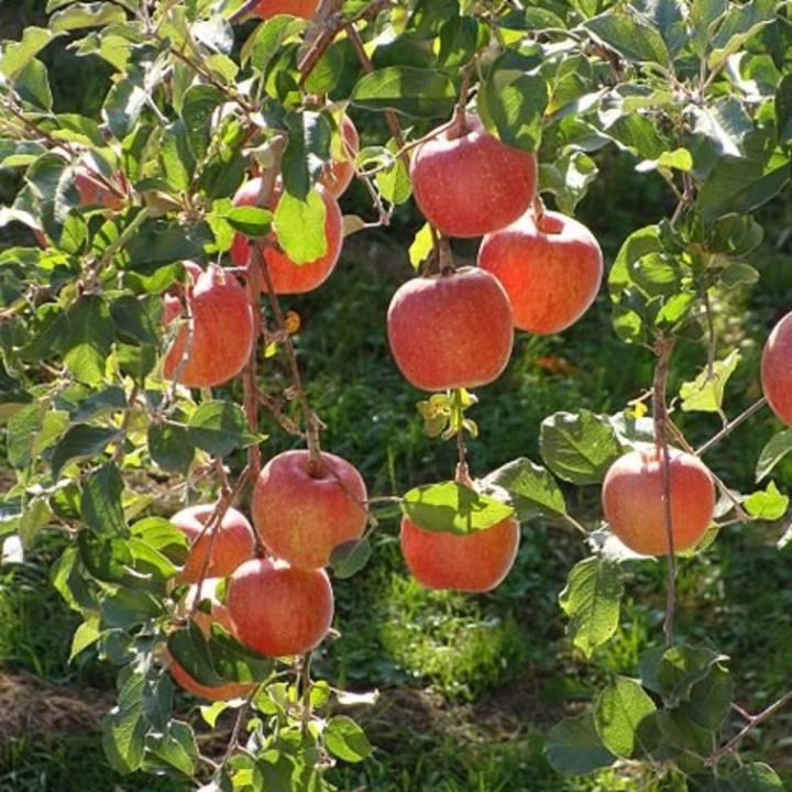 Indian%20Sweet%20Apple%20Fruit%20Tree%20Bonsai%20Seeds%20-20%20Pcs%20Seeds%20-%20Image%205