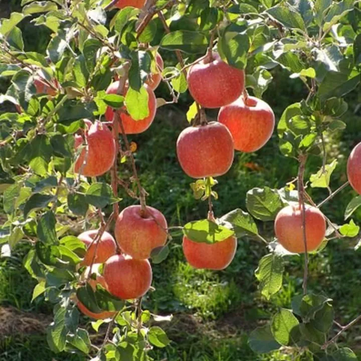 Indian%20Apple%20Fruit%20Tree%20Bonsai%20Seeds%20-15%20Pcs%20Seeds%20-%20Image%206