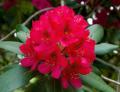 All Season Rodendro flower Hybrid seeds 30 pice + gift.