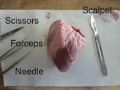 Dissection Biology Box for Medical Students Anatomy Laboratory . 
