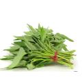 Water Spinach Seeds- 50+ pieces. 