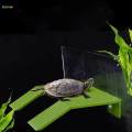 Turtle Resting Basking Platform Aquarium Animal Sink Wharf for Frog Salamanders Newts Green Small. 