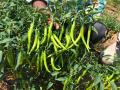 Bijli morich seed 50 pice + gift / long Chilli.