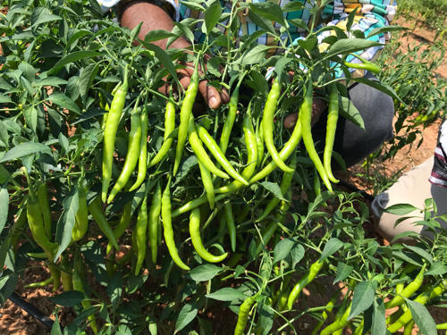 Bijli%20morich%20seed%2050%20pice%20+%20gift%20/%20long%20Chilli%20-%20Image%209