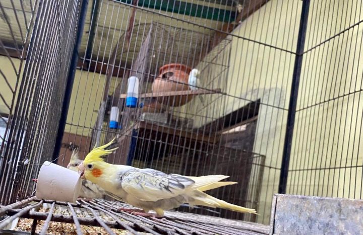 Calci%20Boost%20Big%20size%20-2pis%20-%20Image%206