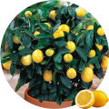 Global Dwarf Lemon Tree Seeds - 10 Pcs Seeds.