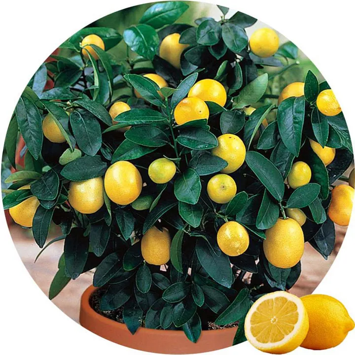 Global%20Dwarf%20Lemon%20Tree%20Seeds%20-%2010%20Pcs%20Seeds%20-%20Image%202