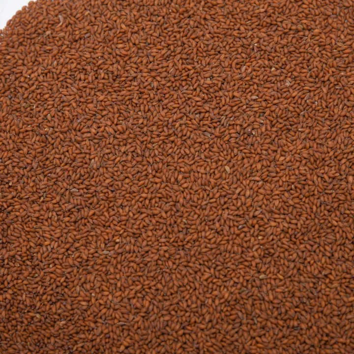 Halim%20Seeds%20500gm,%20Alive%20Seeds,%20Garden%20Cress%20Seeds,%20Aliv%20Seeds,%20Halim%20Seeds,%20Halim%20Seeds%20For%20Eating,%20Aashali%20Seeds%20-%20Image%205