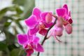 Orchid flower Artificial rubber tree plant for home decoration. flower, flowers, grass, hanging, wall, leaf, carpet, pot, cutter, light stand, indoor.