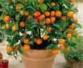 Edible Dwarf Orange Tree Garden- 10pcs seeds. 