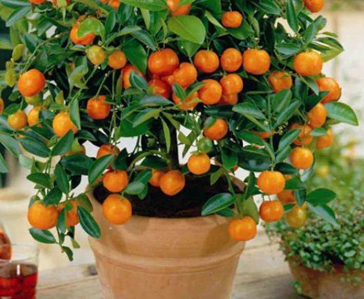 Edible%20Dwarf%20Orange%20Tree%20Garden-%2010pcs%20seeds%20-%20Image%203