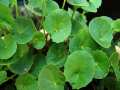 Thankuni Pata Gura/Centella Leaf Powder=100gm.
