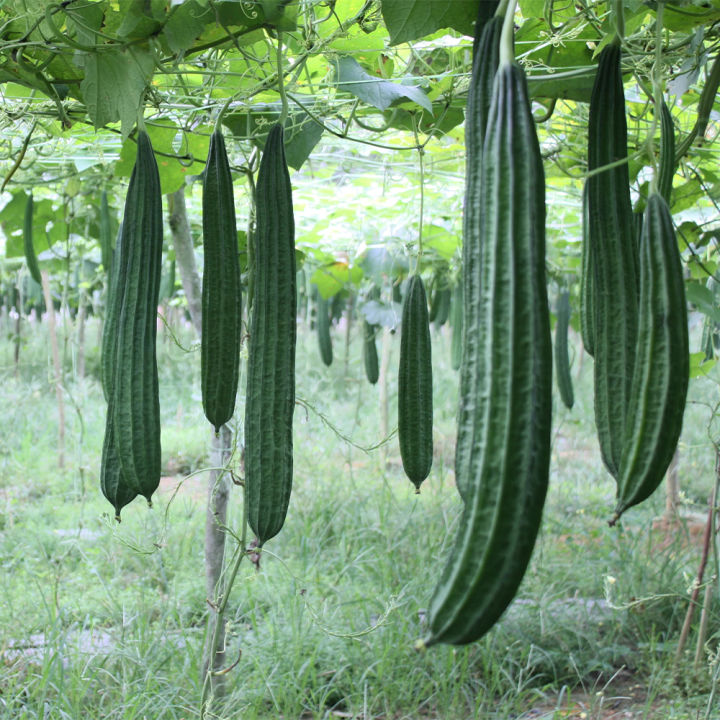 Nifty%20Niche%20-%202%20type%20of%20hybrid%20vegetable%20seeds%20intake%20packet%20combo.%20Dhundol,%20jhinga%20Total%202%20packet.%20-%20Tools,%20DIY%20&%20Outdoor%20-%20Image%203