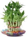 Lucky Bamboo Plant (rooted 02 pieces). 
