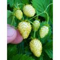 Global Green Strawberry Fruit Seeds - 20 Pcs Seeds. 