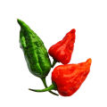 All season Bombai Moric seeds 20  pice + gift. 